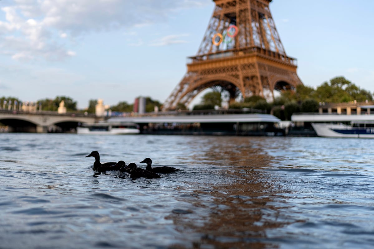 (AP Photo/David Goldman)
 : Ducks swim along the Seine River in front of the Eiffel Tower during the 2024 Summer Olympics, Monday, July 29, 2024, in Paris. As the Olympics continue in Paris, the Seine River's water quality remains a major area of concern for officials. Organizers of the triathlon event cancelled swimming practice on Monday for the second day in a row because of poor water quality. Event organizers hope sunny weather will make swimming viable on Tuesday when the triathlon begins. 